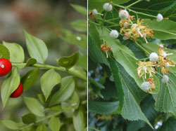 Herbs & Fruits